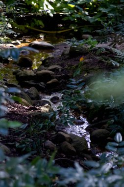 Ağaçların yaprakları arasında bir orman manzarası. Yüksek kalite fotoğraf