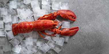 Kırmızı ıstakoz buz küplerine yakın.