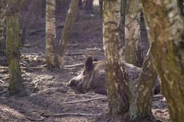 Ormandaki ağaçların arasında bir yaban domuzu dinleniyor.