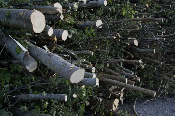 Kesik dallar, bahçe mevsimi temizliği.