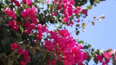 Pembe çiçekli bir çalı rüzgarda çırpınıyor