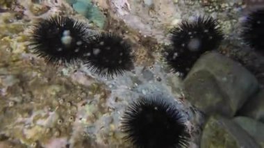 Su altındaki kayalıklardaki deniz kestanelerini kapatın.