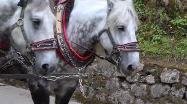 Koşumlu atlar, yaklaşın.