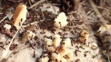 Karınca yuvasında bir krakeri küçük kırıntılara ayıran karıncaların yakın çekimi