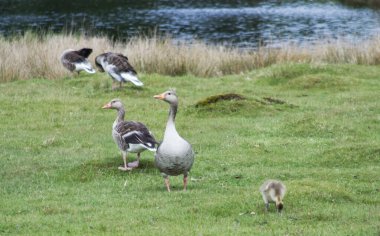 Greylag Kazları ve Grassy Shoreline 'da bir Gosling