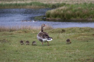 Dişi bir grilag kaz, bir göletin çimenli kıyısında, kaz yavrularıyla