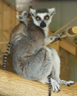 Madagaskar lemurları ailesi, yaklaşın.