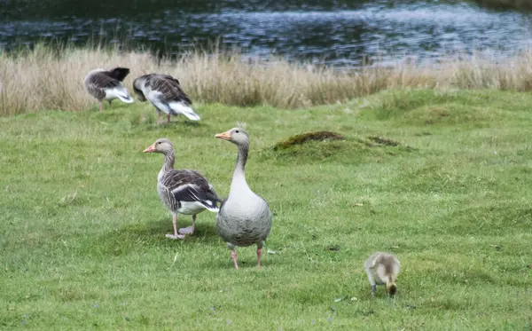 Greylag Kazları ve Grassy Shoreline 'da bir Gosling
