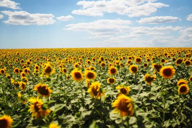 Bulutlu mavi gökyüzü olan ayçiçeği tarlası. Çiftlikte ayçiçeğinin yakın çekimi. Kırsal alan.