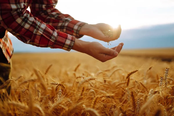Руки Фермера Крупным Планом Держащего Горсть Пшеничных Зерен Пшеничном Поле — стоковое фото