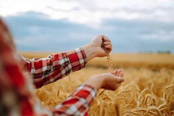 Руки Фермера Крупным Планом Держащего Горсть Пшеничных Зерен Пшеничном Поле — стоковое фото