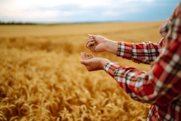 Händerna Bonde Närbild Håller Handfull Vetekorn Ett Vetefält Begreppet Jordbrukstillväxt — Stockfoto