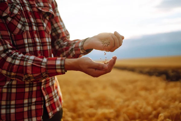 Bir Çiftçinin Elleri Buğday Tarlasında Bir Avuç Dolusu Tahıl Tutuyor — Stok fotoğraf