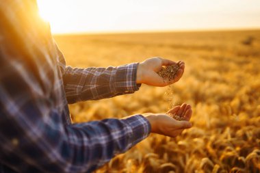 Olgun tahıllar, bir çiftçinin elinde buğday başakları. Çevre dostu ürün. Tarım büyümesi ve tarım sektörü kavramı.