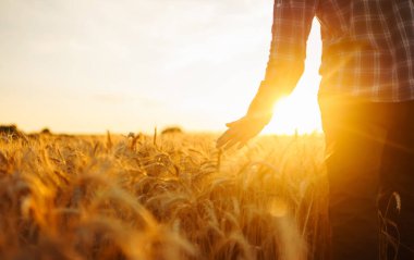 Altın buğday tarlasında tarımcı bir çiftçinin silueti. Erkek, elinde buğday kulakları tutar. Tarım büyümesi ve tarım sektörü kavramı