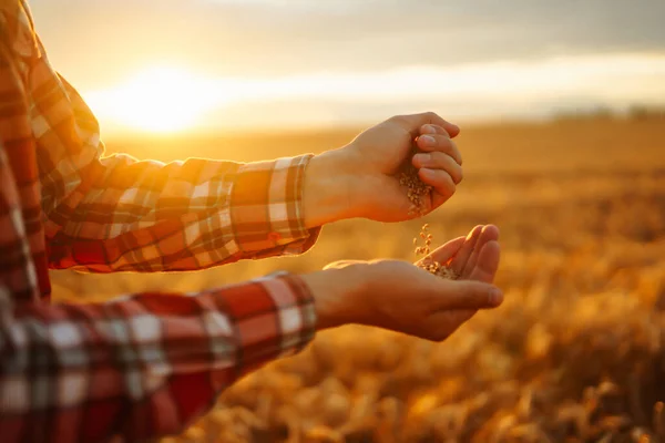 成熟的谷粒 小麦的穗在农民的手中 环保产品 农业增长和农业企业概念 — 图库照片