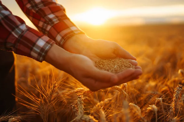 Cereali Maturi Spighe Nelle Mani Contadino Prodotto Ecologico Crescita Agricola — Foto Stock