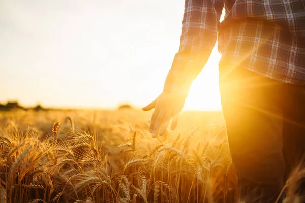 Силует Агрономічного Фермера Полі Золотої Пшениці Самець Тримає Руці Вуха — стокове фото