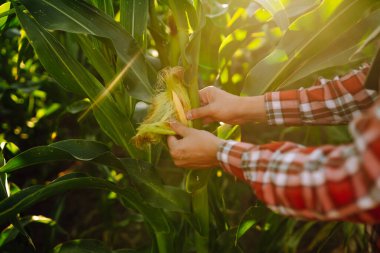 Tabletli çiftçi mısır tarlasında ekinleri inceliyor. Hasat bakım konsepti.