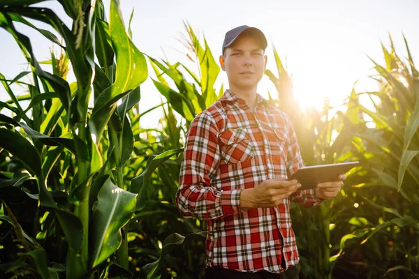 Farmer  with tablet standing in cornfield examining crop. Harvest care concept.