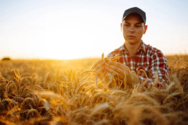 Muž Dotýkající Pšeničných Hřeby Poli Farmář Ušima Pšenice Pšeničném Poli — Stock fotografie