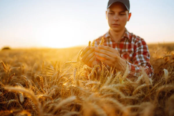 Tarlada Buğday Dikenlerine Dokunan Bir Adam Buğday Tarlasında Buğday Kulaklı — Stok fotoğraf