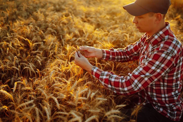 Man Touching Wheat Spikelets Field Farmer Ears Wheat Wheat Field — Stock Photo, Image