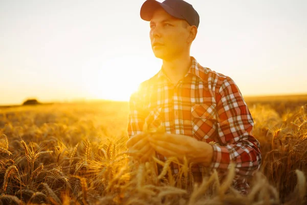 男人在田里摸麦穗 麦田里长着麦穗的农夫 农业企业 — 图库照片