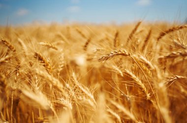 Altın buğday tarlası. Büyüyen doğa hasadı. Tarım çiftliği.