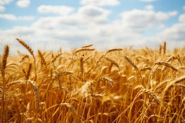 Altın buğday tarlası. Büyüyen doğa hasadı. Tarım çiftliği.