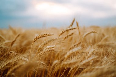 Altın buğday tarlası. Büyüyen doğa hasadı. Tarım çiftliği.