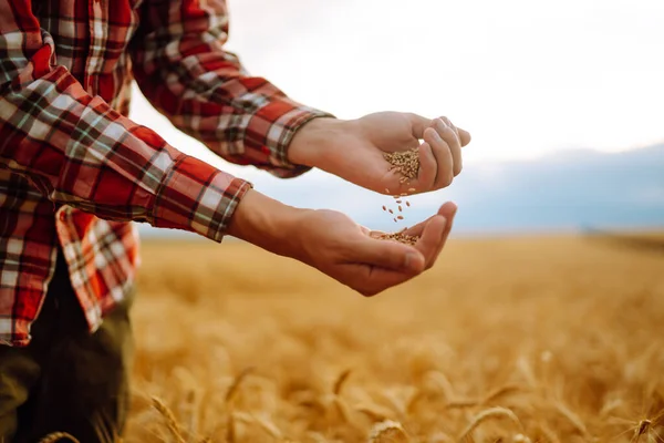 Hands Farmer Close Holding Handful Wheat Grains Wheat Field Багаті — стокове фото