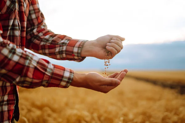 小麦畑で小麦の粒を一握り保持する農家のクローズアップの手 豊富な収穫 — ストック写真