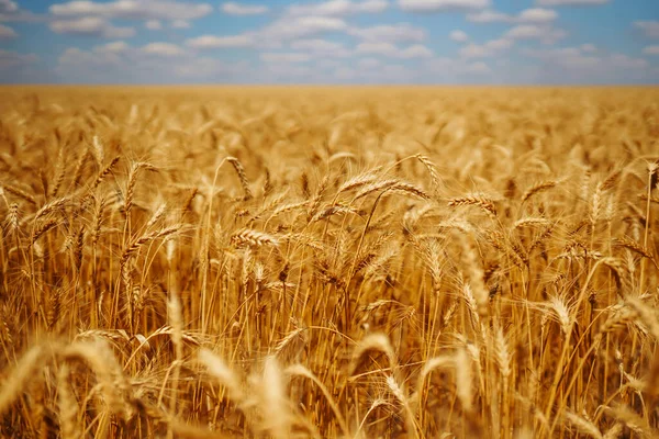 Pole Zlaté Pšenice Přírodní Úroda Zemědělská Farma — Stock fotografie