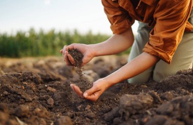 Uzman çiftçinin dişi eli bitkisel veya bitki tohumu yetiştirmeden önce toprak ve toprak sağlığını kontrol eder. Tarım, bahçıvanlık veya ekoloji kavramı.