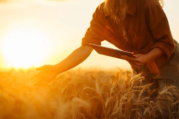 Vrouwelijke Boer Met Tablet Het Veld Landbouw Tuinieren Bedrijfsleven Ecologie — Stockfoto