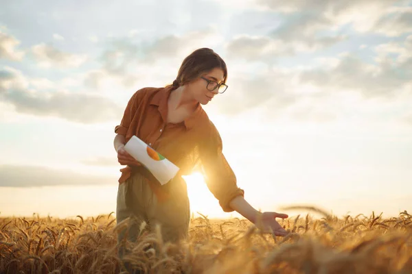 Farmářka Kontroluje Pokrok Pšeničném Poli Sklizeň Agro Business — Stock fotografie