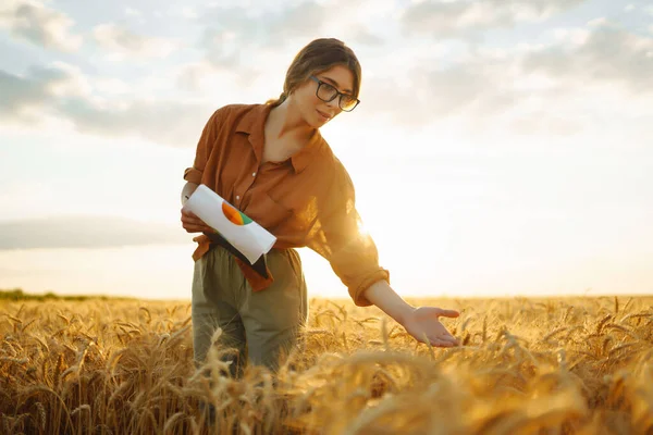 Farmářka Kontroluje Pokrok Pšeničném Poli Sklizeň Agro Business — Stock fotografie