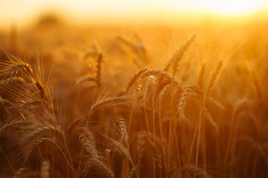 Gold wheat field at sunset. Growth nature harvest. Agriculture farm.