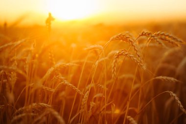 Gold wheat field at sunset. Growth nature harvest. Agriculture farm.