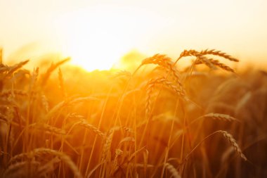 Gold wheat field at sunset. Growth nature harvest. Agriculture farm.