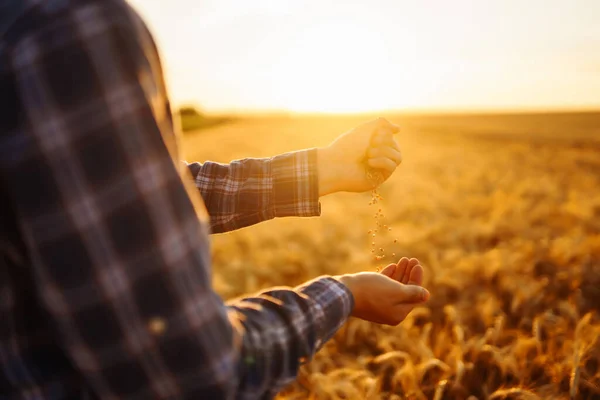 The Hands Of A Farmer Close-up Holding A Handful Of Wheat Grains In A Wheat Field. Growth nature harvest. Agriculture farm.