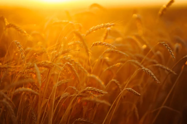 Gold wheat field at sunset. Growth nature harvest. Agriculture farm.
