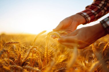 Wheat quality check. Farmer with ears of wheat in a wheat field. Agriculture, gardening or ecology concept.