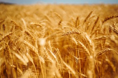 Wheat golden field. Summer background of ripening ears of landscape. Harvesting. Agro business.