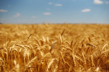 Wheat golden field. Summer background of ripening ears of landscape. Harvesting. Agro business.