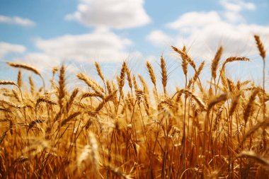 Wheat golden field. Summer background of ripening ears of landscape. Harvesting. Agro business.