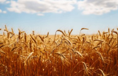 Wheat golden field. Summer background of ripening ears of landscape. Harvesting. Agro business.