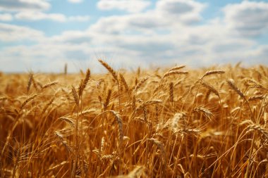 Wheat golden field. Summer background of ripening ears of landscape. Harvesting. Agro business.