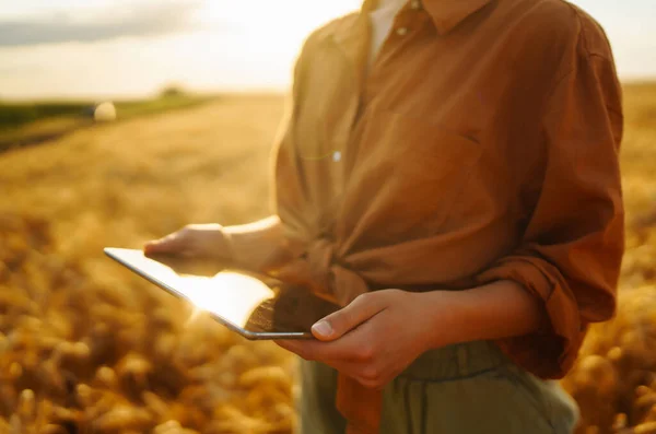 Farmer- woman  on a wheat field with a tablet in his hands. Smart farm. Agriculture, gardening or ecology concept.